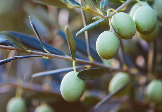 Balsam hranitor de par cu Ulei de Masline si Avocado Olive Fruit Oil, 200 ml, Kiehl's